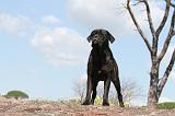 CANE CORSO 362